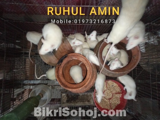 বিলাতি ইঁদুর